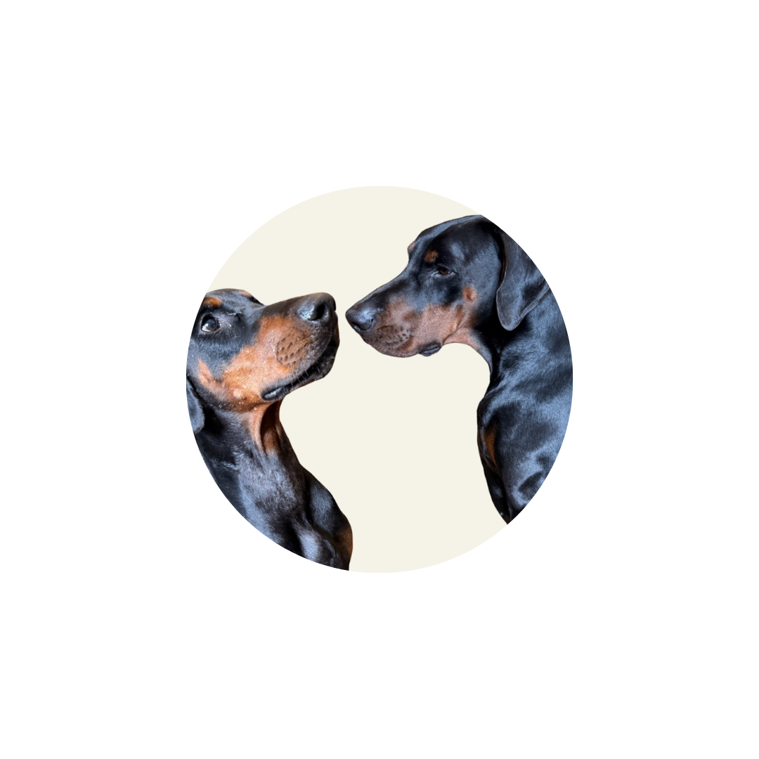@dobermania_